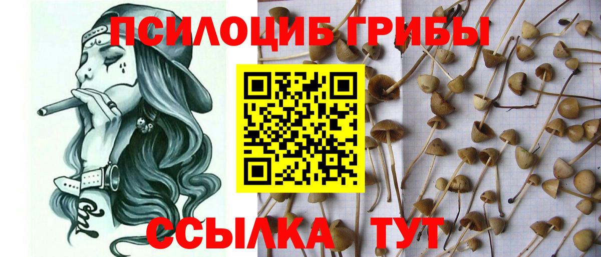 купить закладку  Вход с VPN  Гусев  Псилоцибиновые грибы мицелий  Псилоцибиновые грибы Cubensis 